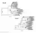 Fig. 17 - ISOLATED NUCLEIC ACIDS AND QUANTITATIVE TRAIT LOCI (QTL) FROM S. HABROCHAITES AND METHODS OF USE THEREOF FOR INCREASING RESISTANCE TO BACTERIAL SPECK DISEASE IN TOMATO AND OTHER PLANTS