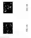 Fig. 22 - Ribonucleoprotein transfection agents