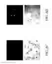 Fig. 23 - Ribonucleoprotein transfection agents
