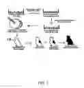 Fig. 02 - Method of genetically altering and producing allergy free cats