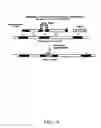 Fig. 05 - Method of genetically altering and producing allergy free cats