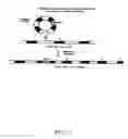 Fig. 06 - Method of genetically altering and producing allergy free cats