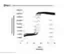 Fig. 30 - Accelerated isothermal amplification of DNA