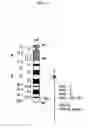 Fig. 02 - METHOD FOR OBTAINING IMMUNOGLOBULIN ENCODING NUCLEIC ACID