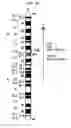Fig. 03 - METHOD FOR OBTAINING IMMUNOGLOBULIN ENCODING NUCLEIC ACID