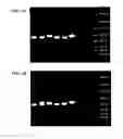 Fig. 06 - METHOD FOR OBTAINING IMMUNOGLOBULIN ENCODING NUCLEIC ACID