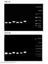 Fig. 08 - METHOD FOR OBTAINING IMMUNOGLOBULIN ENCODING NUCLEIC ACID