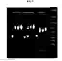 Fig. 12 - METHOD FOR OBTAINING IMMUNOGLOBULIN ENCODING NUCLEIC ACID