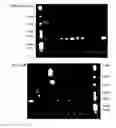 Fig. 19 - METHOD FOR OBTAINING IMMUNOGLOBULIN ENCODING NUCLEIC ACID