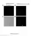 Fig. 13 - ON-SLIDE STAINING BY PRIMER EXTENSION