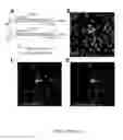 Fig. 14 - ON-SLIDE STAINING BY PRIMER EXTENSION