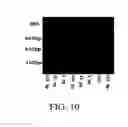 Fig. 13 - Sequence amplification with linear primers