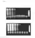 Fig. 15 - METHOD OF SYNTHESIZING NUCLEIC ACID