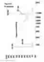 Fig. 11 - Method for attaching one or more polynucleotide binding proteins to a target polynucleotide