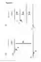 Fig. 19 - Method for attaching one or more polynucleotide binding proteins to a target polynucleotide