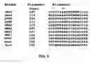 Fig. 07 - E1 ENZYME MUTANTS AND USES THEREOF