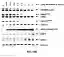 Fig. 17 - E1 ENZYME MUTANTS AND USES THEREOF
