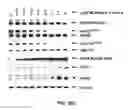 Fig. 18 - E1 ENZYME MUTANTS AND USES THEREOF