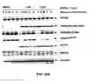 Fig. 32 - E1 ENZYME MUTANTS AND USES THEREOF