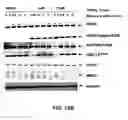 Fig. 33 - E1 ENZYME MUTANTS AND USES THEREOF
