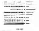 Fig. 34 - E1 ENZYME MUTANTS AND USES THEREOF