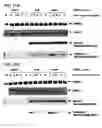 Fig. 35 - E1 ENZYME MUTANTS AND USES THEREOF