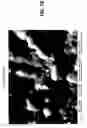 Fig. 18 - SYNTHESIS OF SUPERCONDUCTING NB-SN