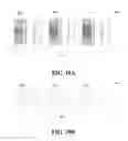 Fig. 11 - Nonwovens having aligned segmented fibers