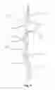 Fig. 02 - Vine lamp and production method thereof