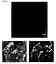 Fig. 02 - HIGH-RESOLUTION THREE-DIMENSIONAL IMAGING OF MAMMALIAN HEARTS