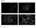 Fig. 09 - HIGH-RESOLUTION THREE-DIMENSIONAL IMAGING OF MAMMALIAN HEARTS