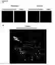 Fig. 23 - HIGH-RESOLUTION THREE-DIMENSIONAL IMAGING OF MAMMALIAN HEARTS