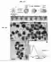 Fig. 02 - Nanoparticles in the shape of nanosnowman with a head part and a body part, a preparation method thereof and a detection method using the same