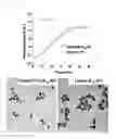 Fig. 07 - Nanoparticles in the shape of nanosnowman with a head part and a body part, a preparation method thereof and a detection method using the same