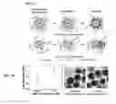 Fig. 08 - Nanoparticles in the shape of nanosnowman with a head part and a body part, a preparation method thereof and a detection method using the same