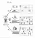 Fig. 09 - Nanoparticles in the shape of nanosnowman with a head part and a body part, a preparation method thereof and a detection method using the same