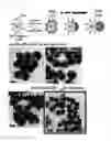 Fig. 21 - Nanoparticles in the shape of nanosnowman with a head part and a body part, a preparation method thereof and a detection method using the same