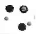 Fig. 07 - IDENTIFICATION OF BIOLOGICAL SAMPLES