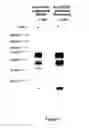 Fig. 02 - FOXC1 ANTIBODIES AND METHODS OF THEIR USE