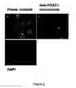 Fig. 03 - FOXC1 ANTIBODIES AND METHODS OF THEIR USE