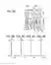 Fig. 10 - Imaging optical system and optical apparatus including the same