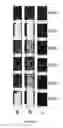 Fig. 03 - Liquid electrophotographic varnish composition