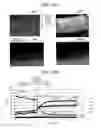 Fig. 15 - Stepping motor, timepiece movement, timepiece, and manufacturing method of stepping motor