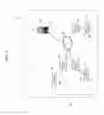 Fig. 04 - Sensory allegiance