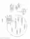 Fig. 12 - Sensory allegiance