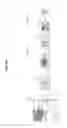 Fig. 04 - Method and apparatus for detecting biometric region for user authentication