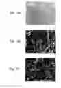 Fig. 02 - Bulk sintered solid solution ceramic which exhibits fracture toughness and halogen plasma resistance