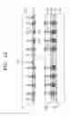 Fig. 08 - SEMICONDUCTOR DEVICES HAVING HYBRID STACKING STRUCTURES AND METHODS OF FABRICATING THE SAME