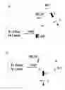 Fig. 01 - Laser apparatus with dispersion control