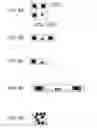 Fig. 09 - Image photographing method performed with terminal device having camera function